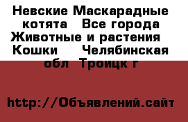 Невские Маскарадные котята - Все города Животные и растения » Кошки   . Челябинская обл.,Троицк г.